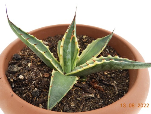 Ableger von agave - ableger,