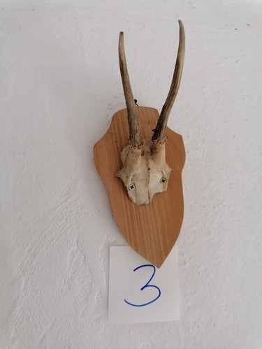 Geweih rehgeweih deko - geweih,