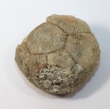 Crinoide, Crotalocrinus