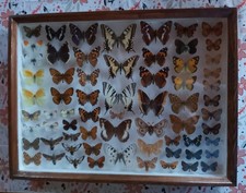 Schmetterlingsammlung -