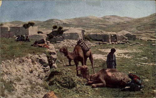 ägypten egypt 1930 kamel - egypt, ~1930