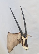 Schönes Oryx Antilope Gazelle Kopf-Schulter-Präparat 