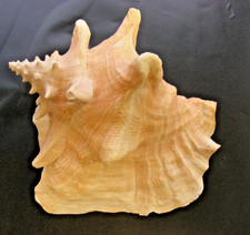 Groß Riesenmuschel Trompete echte Muschel Meeresschnecke (meiner Meinung nach)