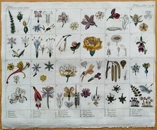 Pflanzensystem nach Linné -