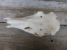 echter Rothirschschädel / Abwurfstangen / Basteln 1