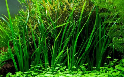 Aquarium pflanze cyperus - pflanze,