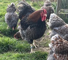 Wyandotten Gold Blau Gesäumt