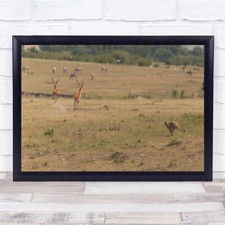 Gazelle Antelope Masai Mara