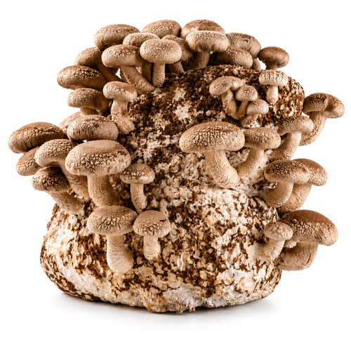 Shiitake grow kit