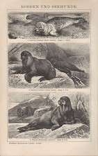 Lithograph 1898: SEALS AND