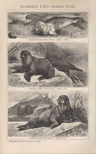 Lithografie 1898 robben - lithografie, 1898: