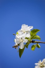 Malus 'Butterball', Zierapfel, gelb, 80–100 cm