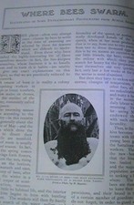 Bees Bee Swarm Colony