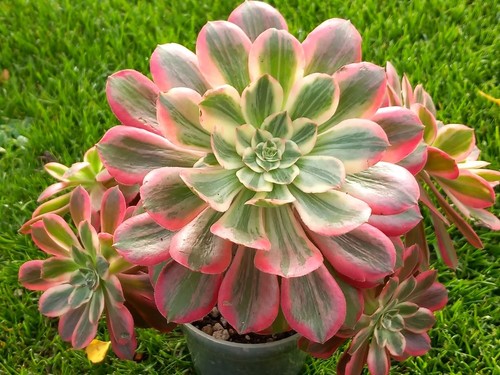 Aeonium pink fairy - aeonium,