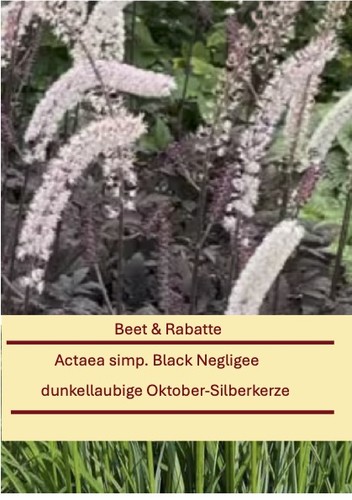 Actaea simp black negligee - simp.,