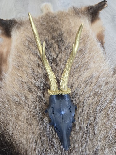 Rehbock geweih trophäe reh - rehbock,