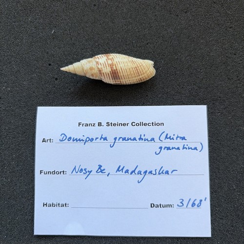 Granat mitra domiporta - granat, mitra/domiporta