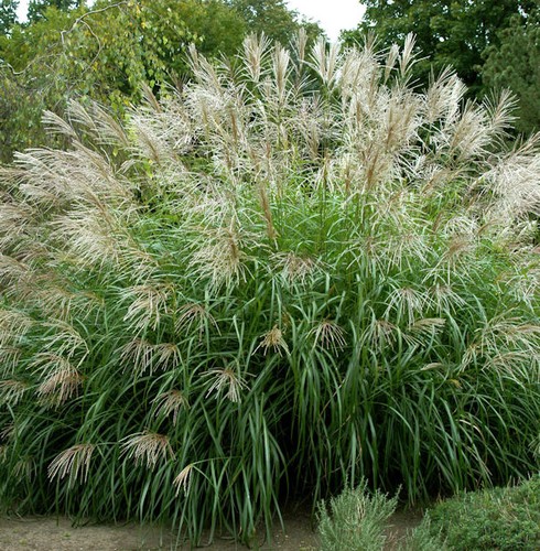 Chinaschilf silberfeder xxxl - silberfeder,