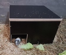 MEERSCHWEINCHENHAUS, TOP