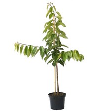 Hedelfinger Riesenkirsche