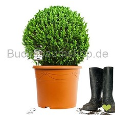 Buchsbaum kugel o - 40+, cm