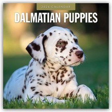 Dalmatian Puppies - Dalmatiner