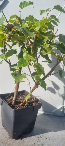 Pre bonsai birkenbaum - pre-bonsai,,