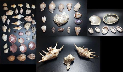 Muschel sammlung perlmutt - sammlung,