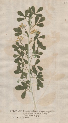 Medicago arborea klee clover - arborea,