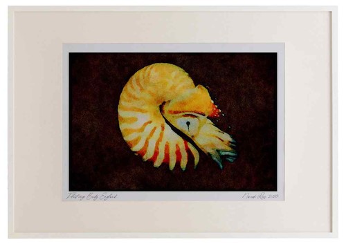 427048 der kammernautilus ist - kammernautilus,