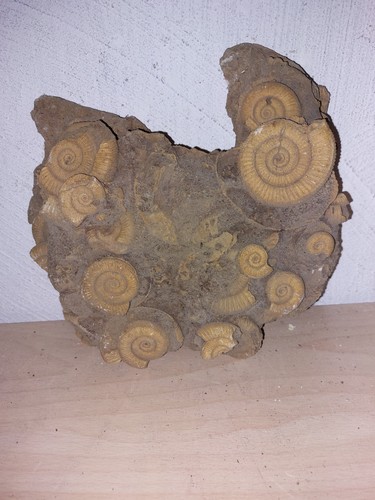 Ammonit handstück 20x15 - ammonit,