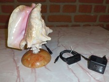 Muschellampe echte Muschel