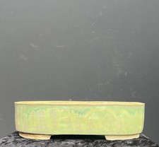 Bonsai Blau/Grüne