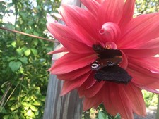 Dahlien Wurzelball mit Knollen Höhe 80 cm. bis 120 cm, wie abgebildet.