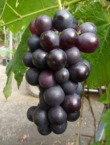 Weinrebe venus kernlos - venus,