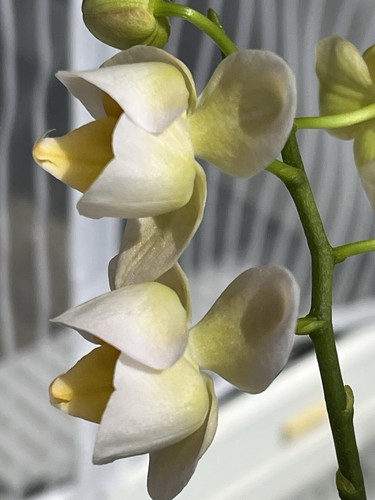 Orchidee phalaenopsis burgundy - orchidee,