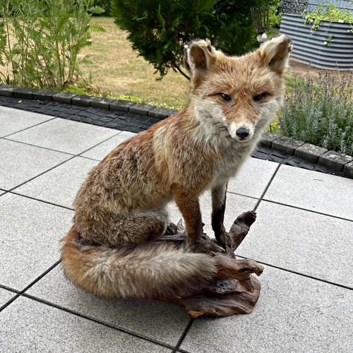 Fuchs präparat sitzend auf - fuchs,