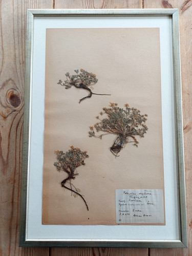Schwedisches herbarium - schwedisches,