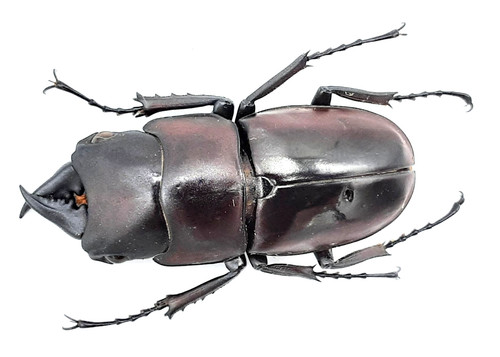 Lucanidae prosopocoilus - lucanidae,,