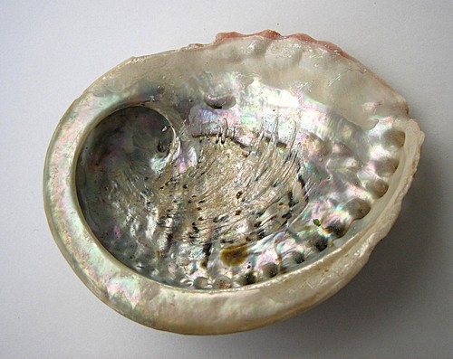 Paua abalone muschel natur - paua,