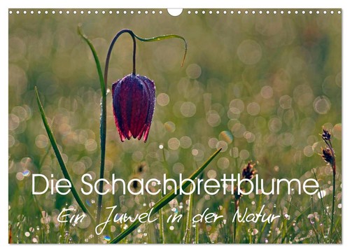 Die schachbrettblume - die,