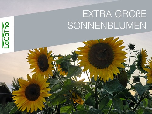 Xxl riesen sonnenblumen - xxl,