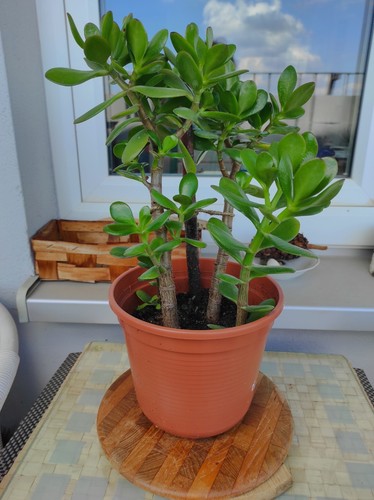 Geldbaum pfennigbaum - geldbaum,