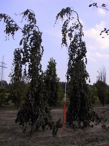 Fagus sylvatica purpurea - fagus,