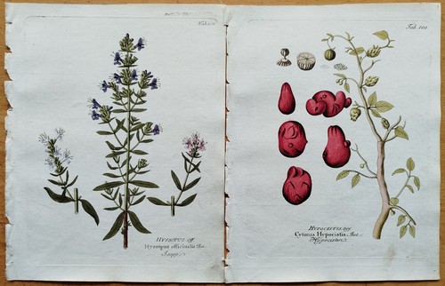 Drucke hedera guajacum - 4,