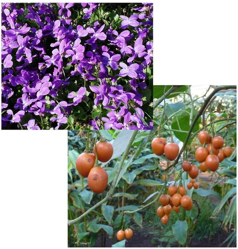 Samen sparset tomatenbaum und - sparset,