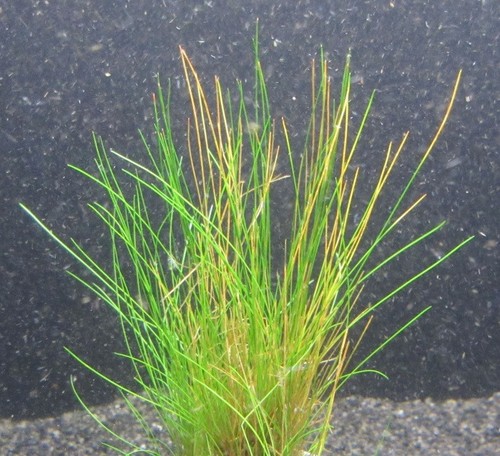 Eleocharis acicularis - ,