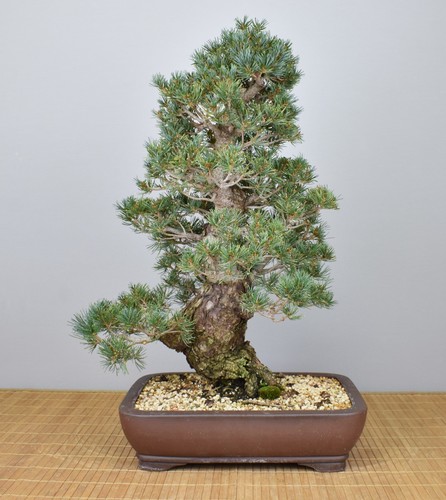 Bonsai outdoor mädchenkiefer - bonsai, outdoor,