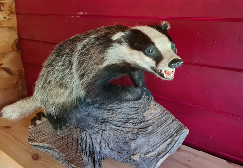 Tierpräparat erwachsener