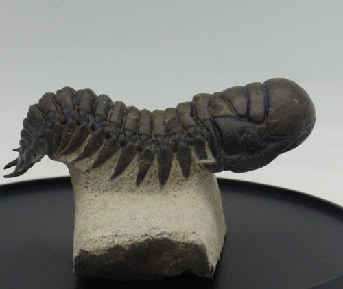 Fossil trilobit - fossil,